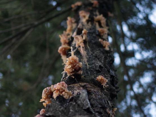 Фото Villa Sanpakoi