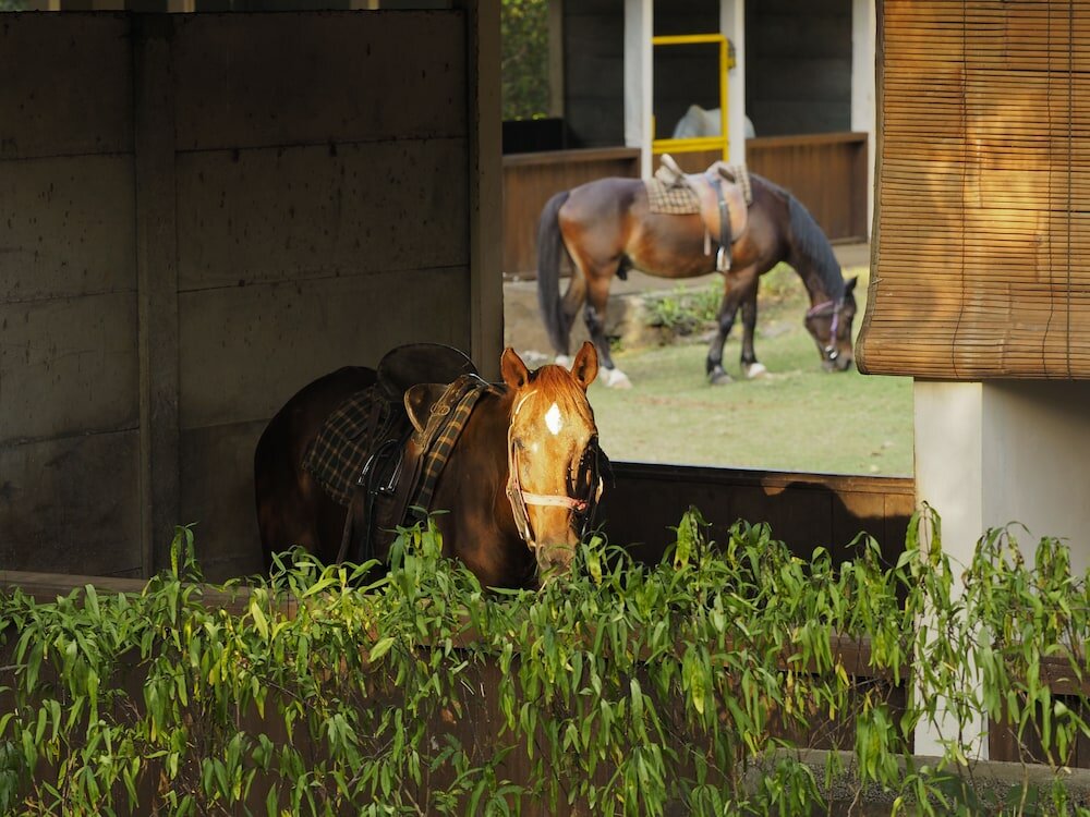 Фото The Menjangan Lifestyle Retreats