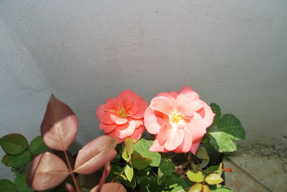 Фото Cecilia Hostel