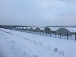 Цветочная компания Харченко Р.В. (Московская область, Раменский городской округ, деревня Бояркино), тепличное хозяйство в Москве и Московской области