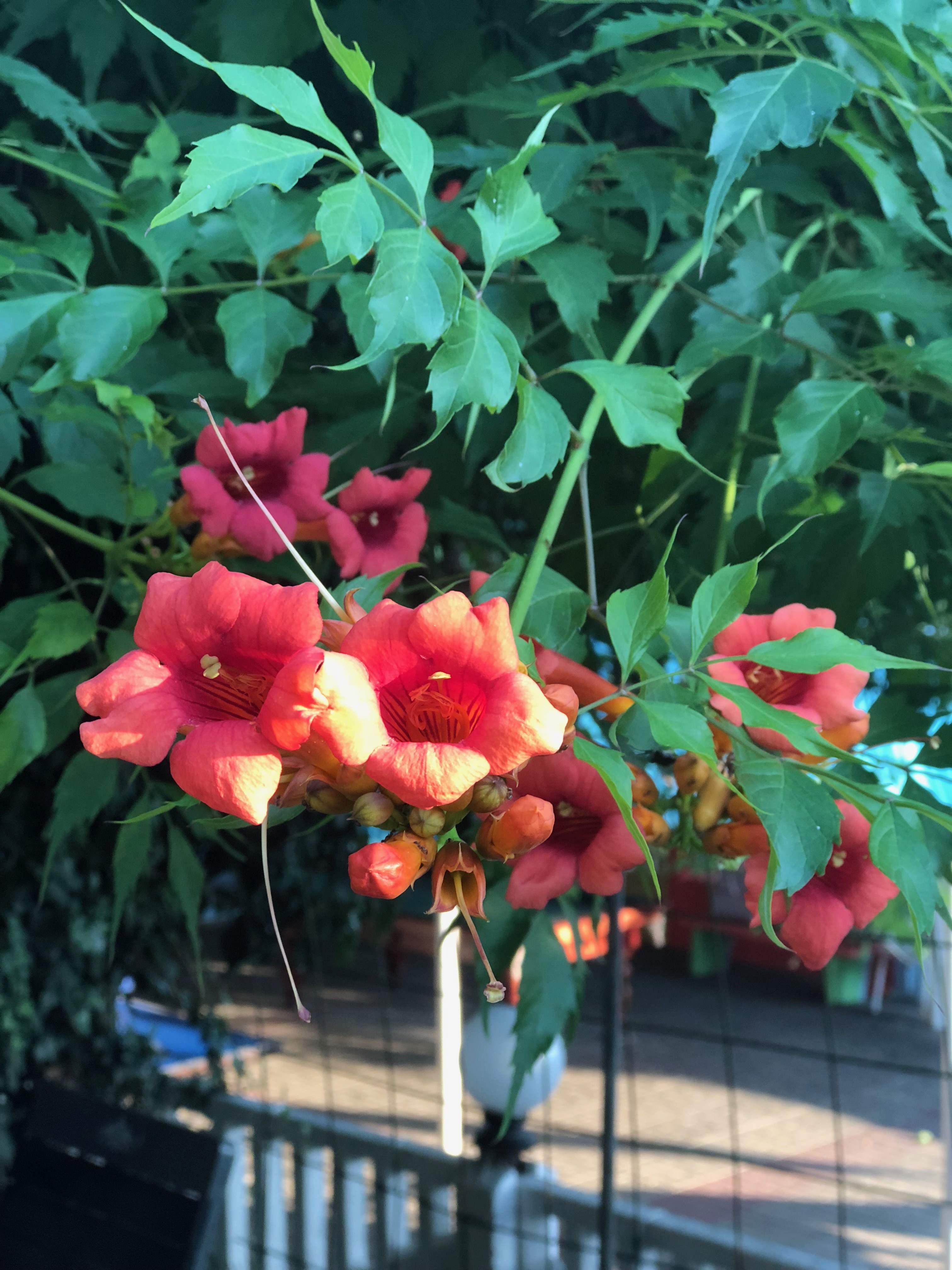 Фото Фламинго