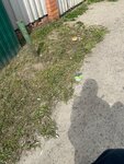 Bakhteevo (Moscow Region, 46K-5003) ، توقف وسائل النقل العام