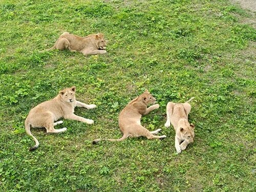 Zoopark Парк львов Земля Прайда, Moskva və Moskva vilayəti, foto