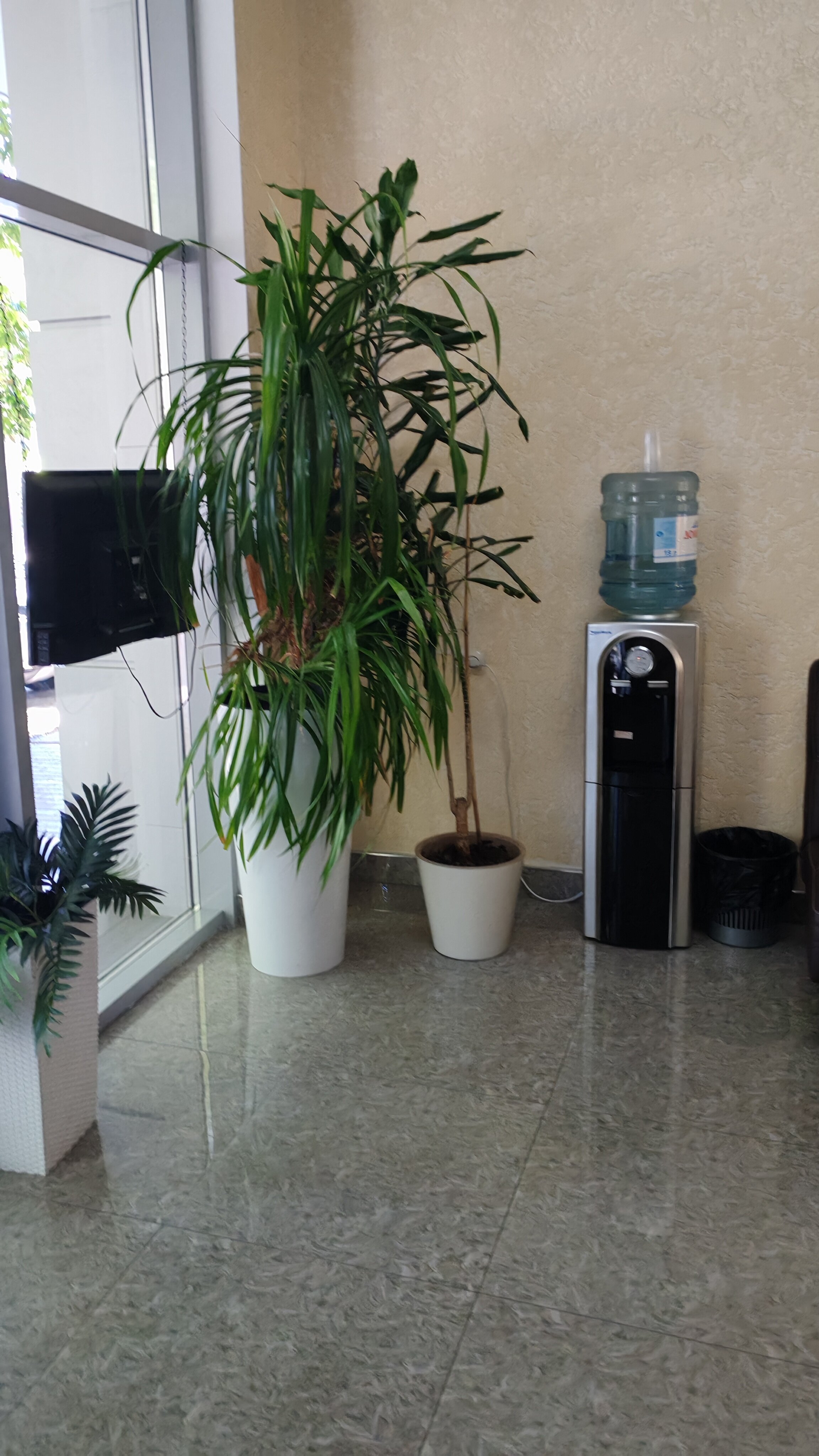 Фото Камелия