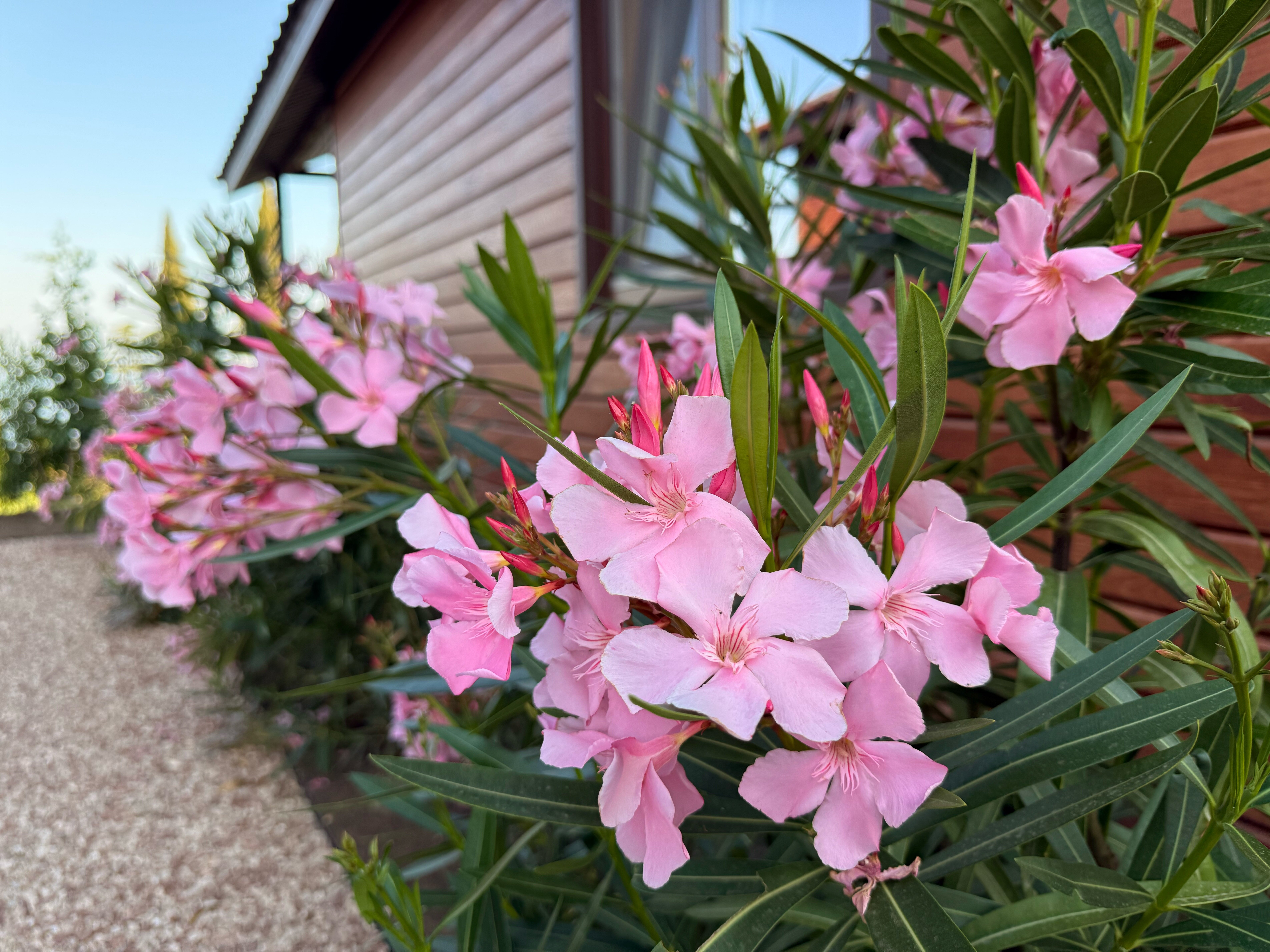 Фото Видовой