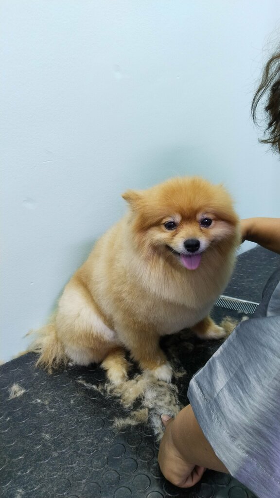 Pet salon Sempatim Pet Kuaför, Manisa, photo