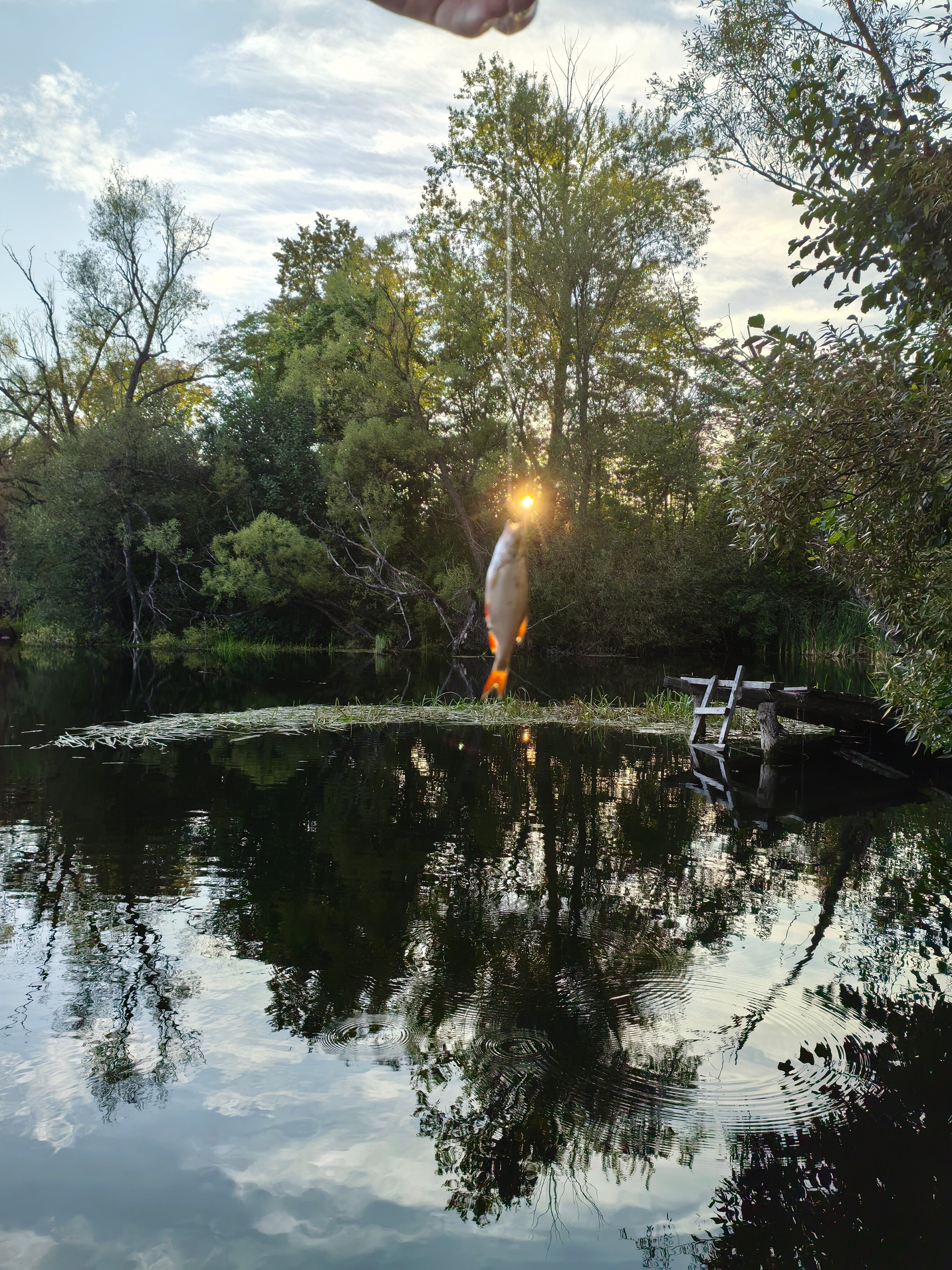 Фото Стрела