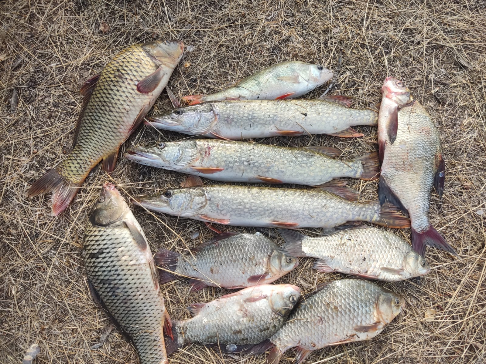 Фото Золотая Дельта