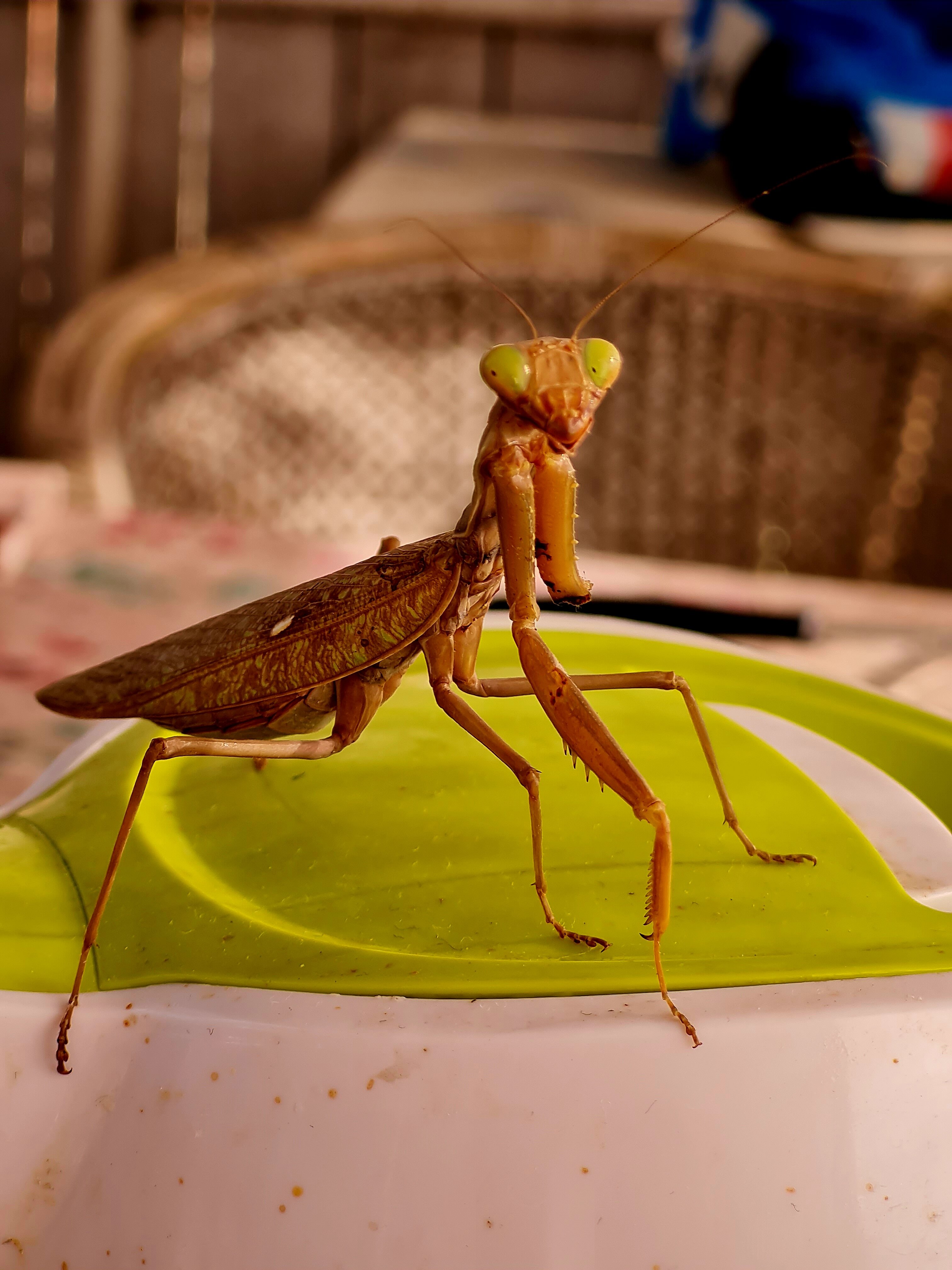 Фото Комильфо