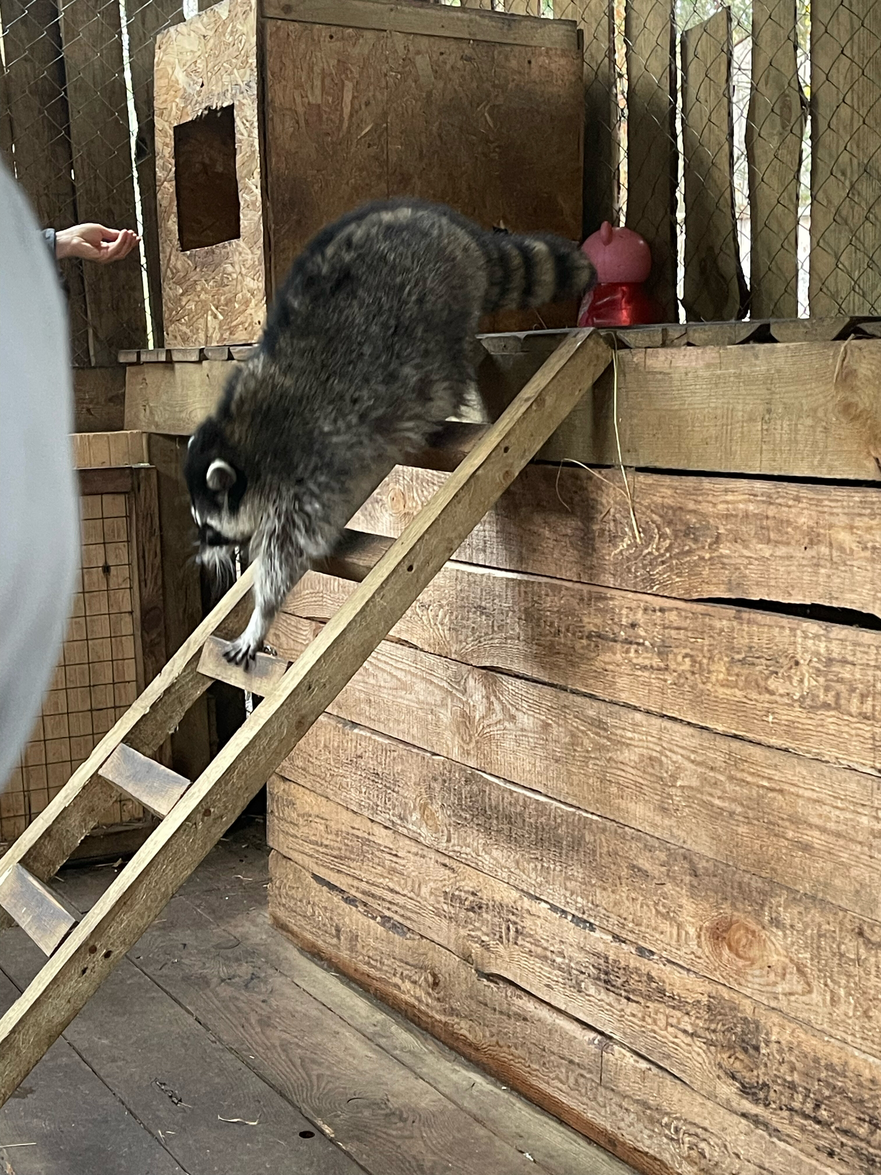 Фото Дикое подворье