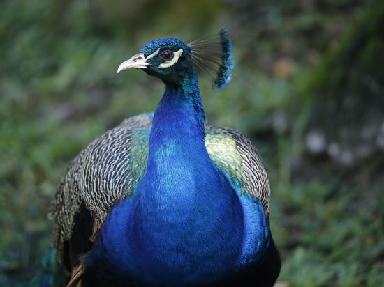 Фото The Farm at San Benito