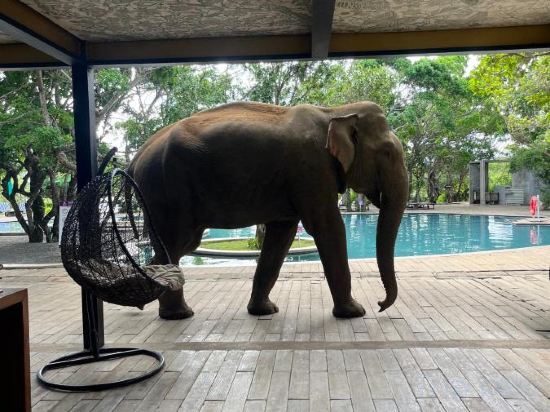 Фото Cinnamon Wild Yala