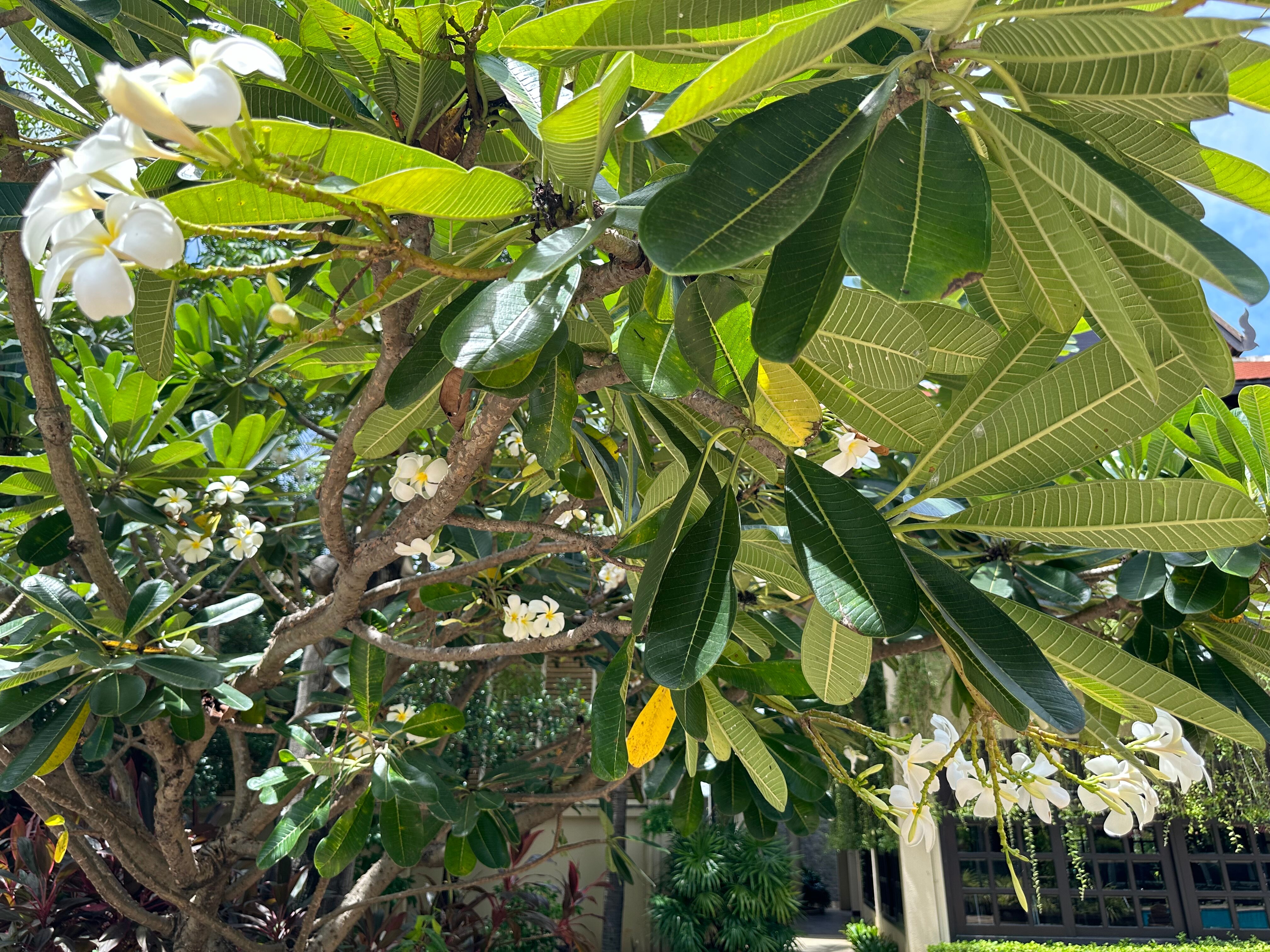 Фото Отель The Privilege Floor by Borei Angkor