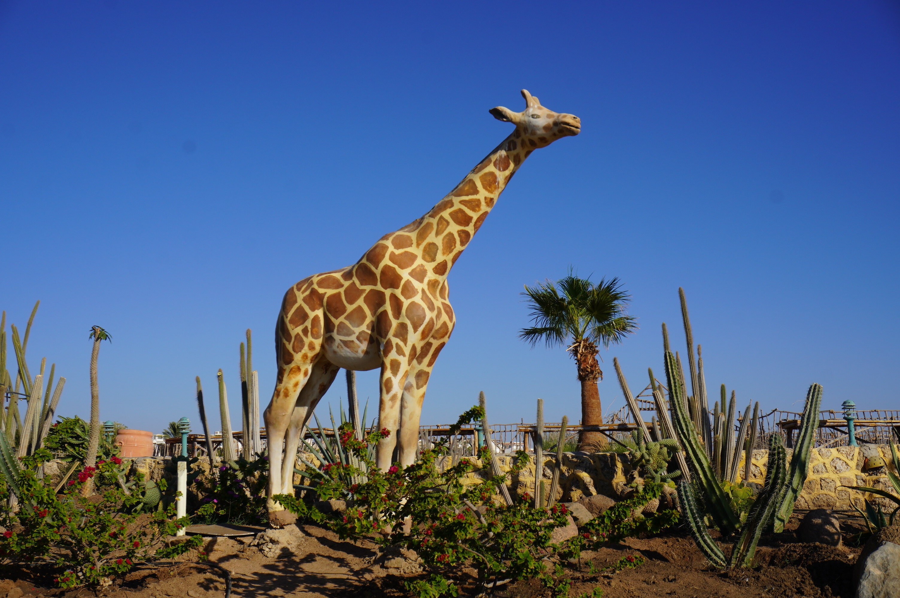 Фото Dreams Beach Resort Sharm El Sheikh