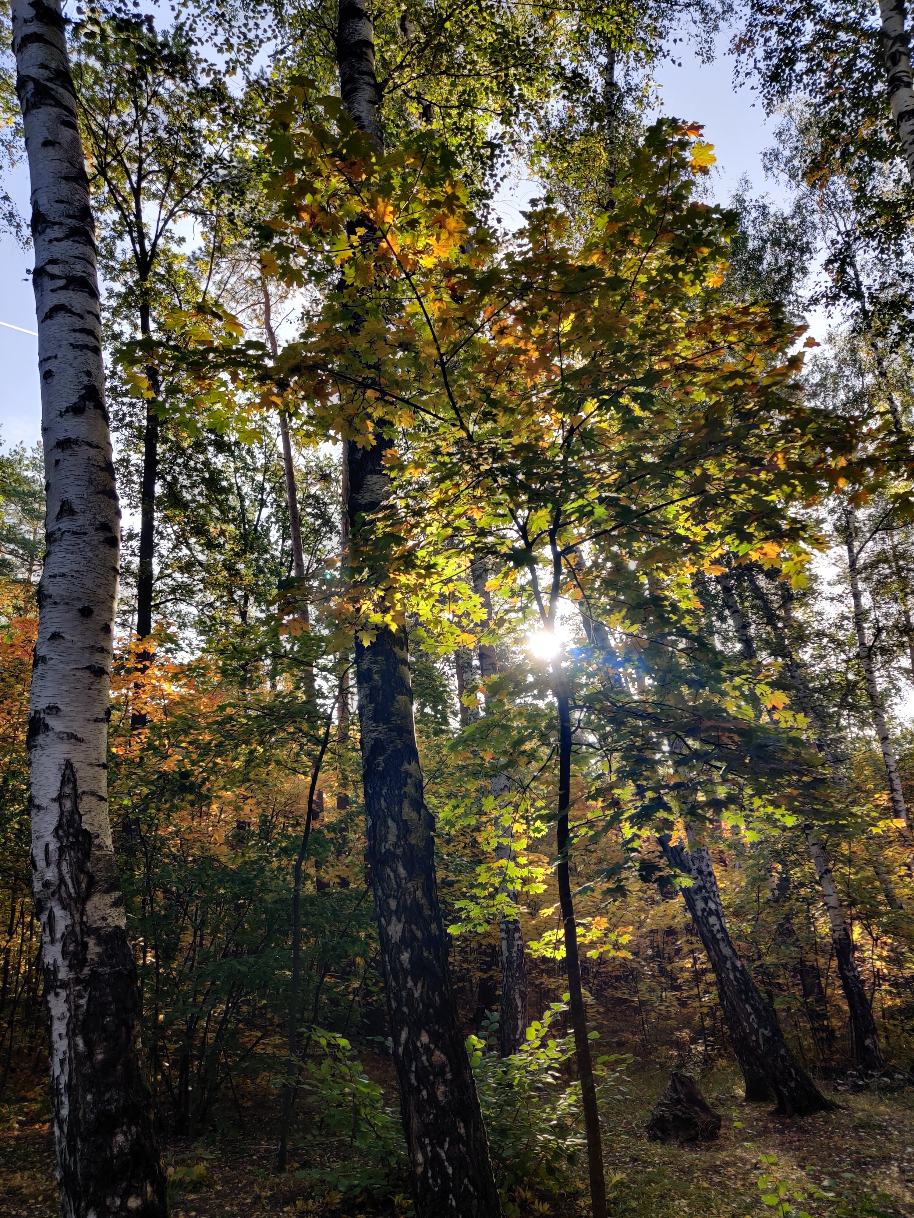 Фото Лесная жемчужина