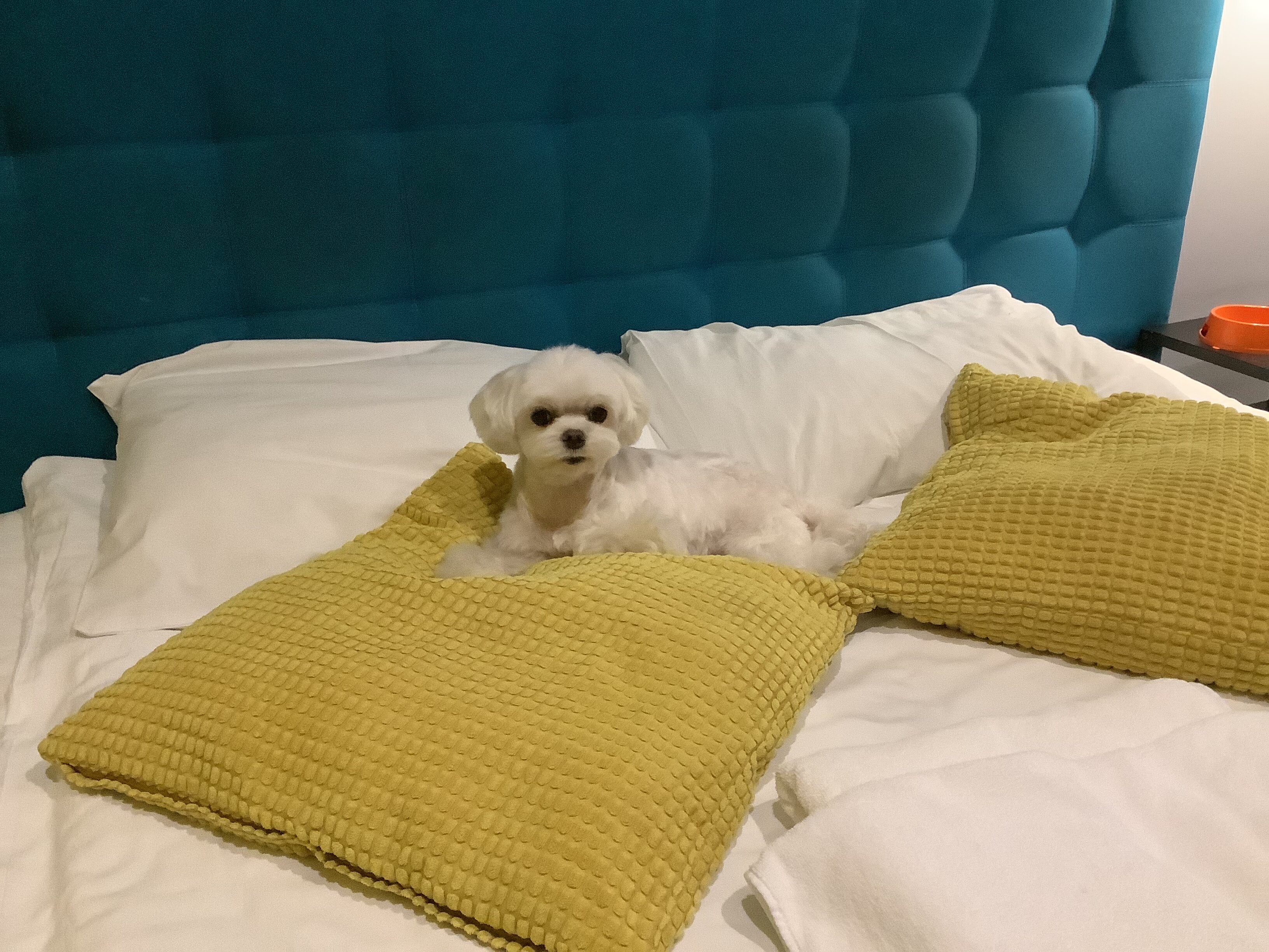 Фото Фьордик у Летнего сада