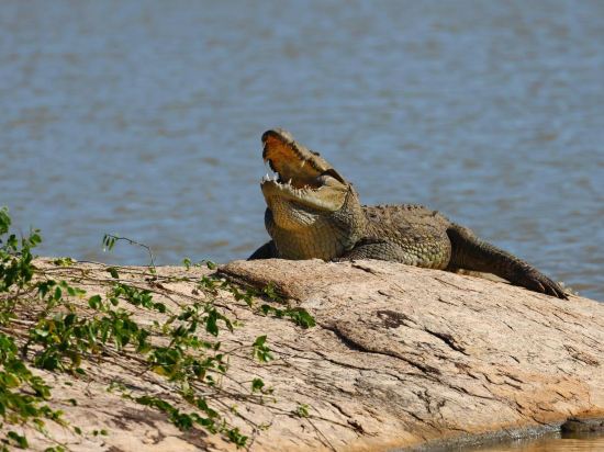 Фото Cinnamon Wild Yala
