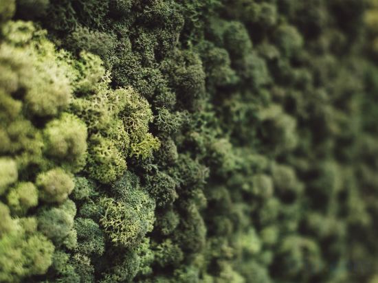 Фото Спа-отель Roxen