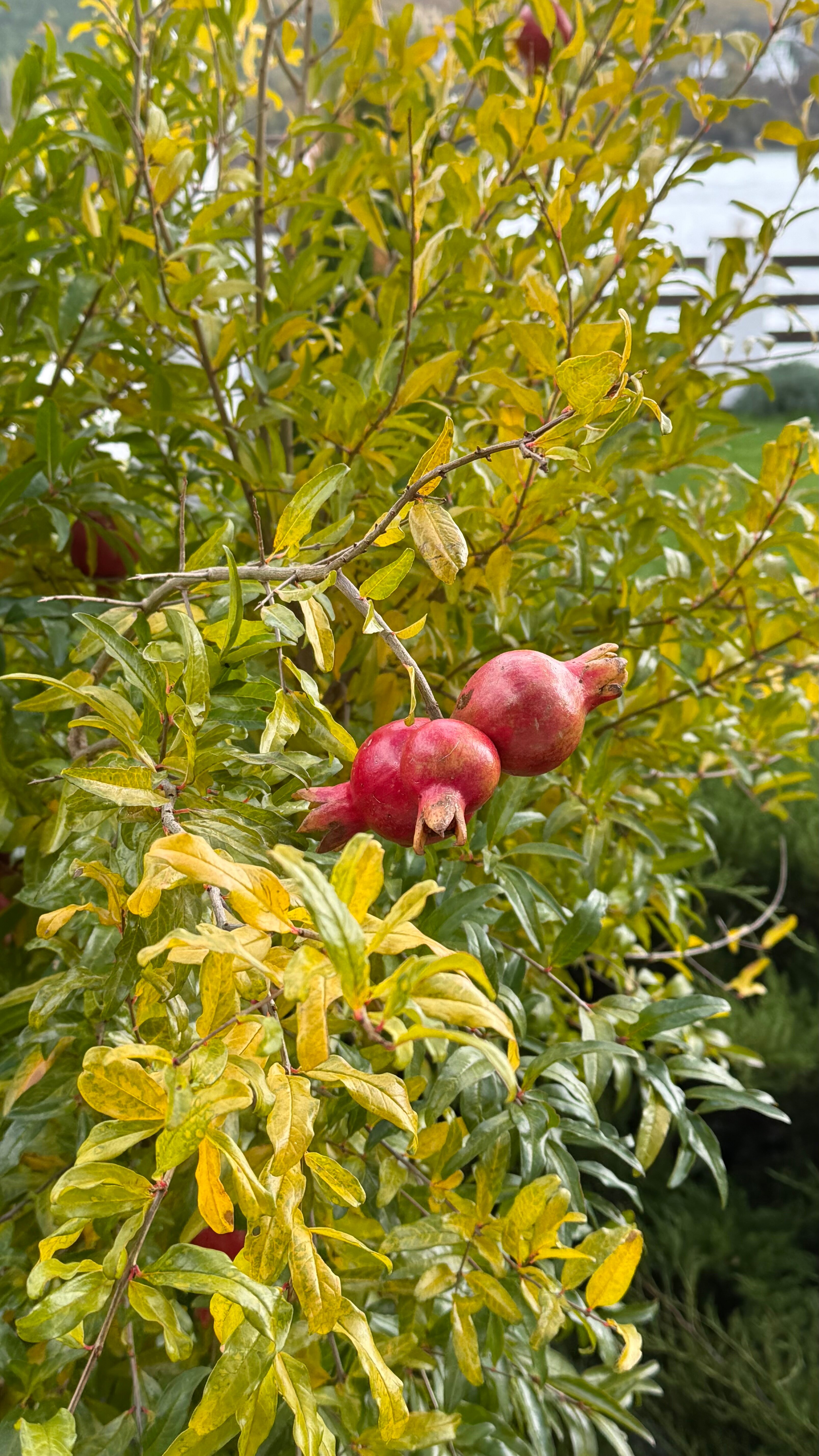 Фото Villa Natali Abrau