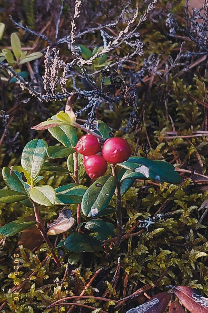 Фото Северное сияние