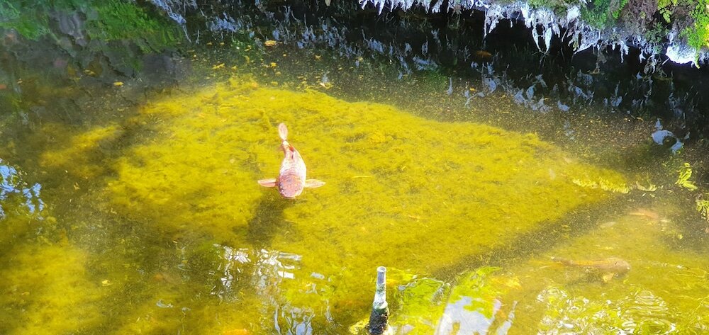 Фото Hotel O Colmo