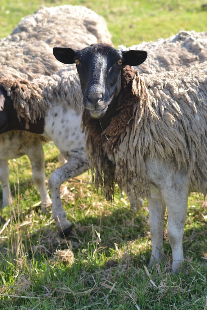 Фото Klein Welmoed Luxury Guest House