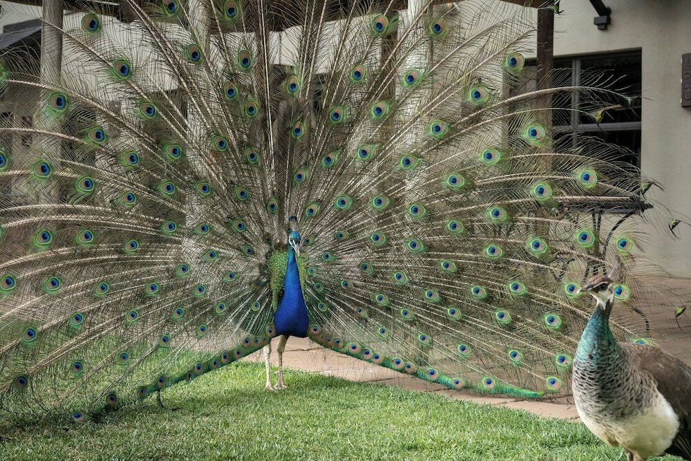 Фото Protea Hotel by Marriott Bloemfontein Willow Lake