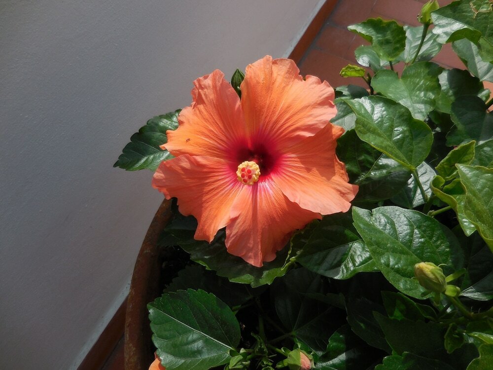 Фото Hotel Lupori