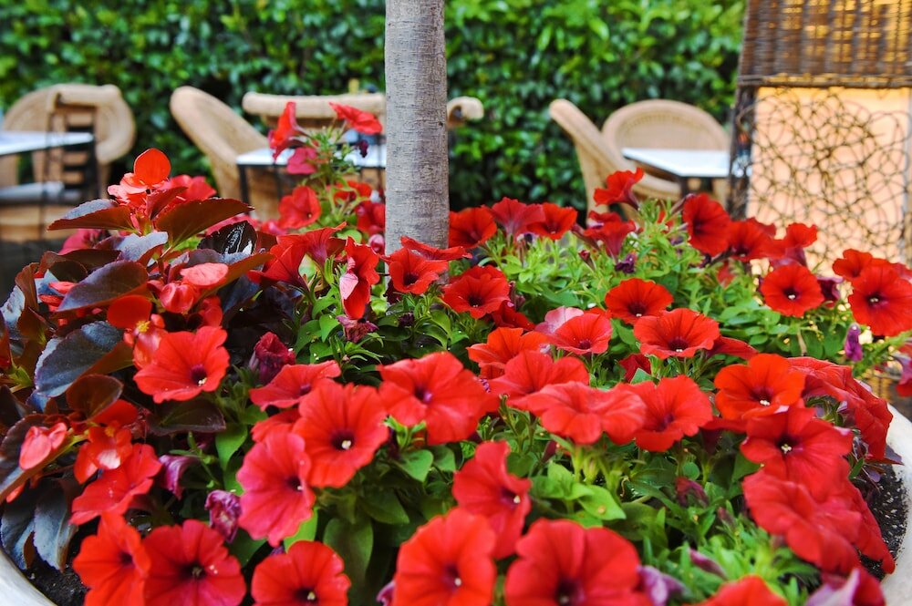 Фото Armata Boutique Hotel