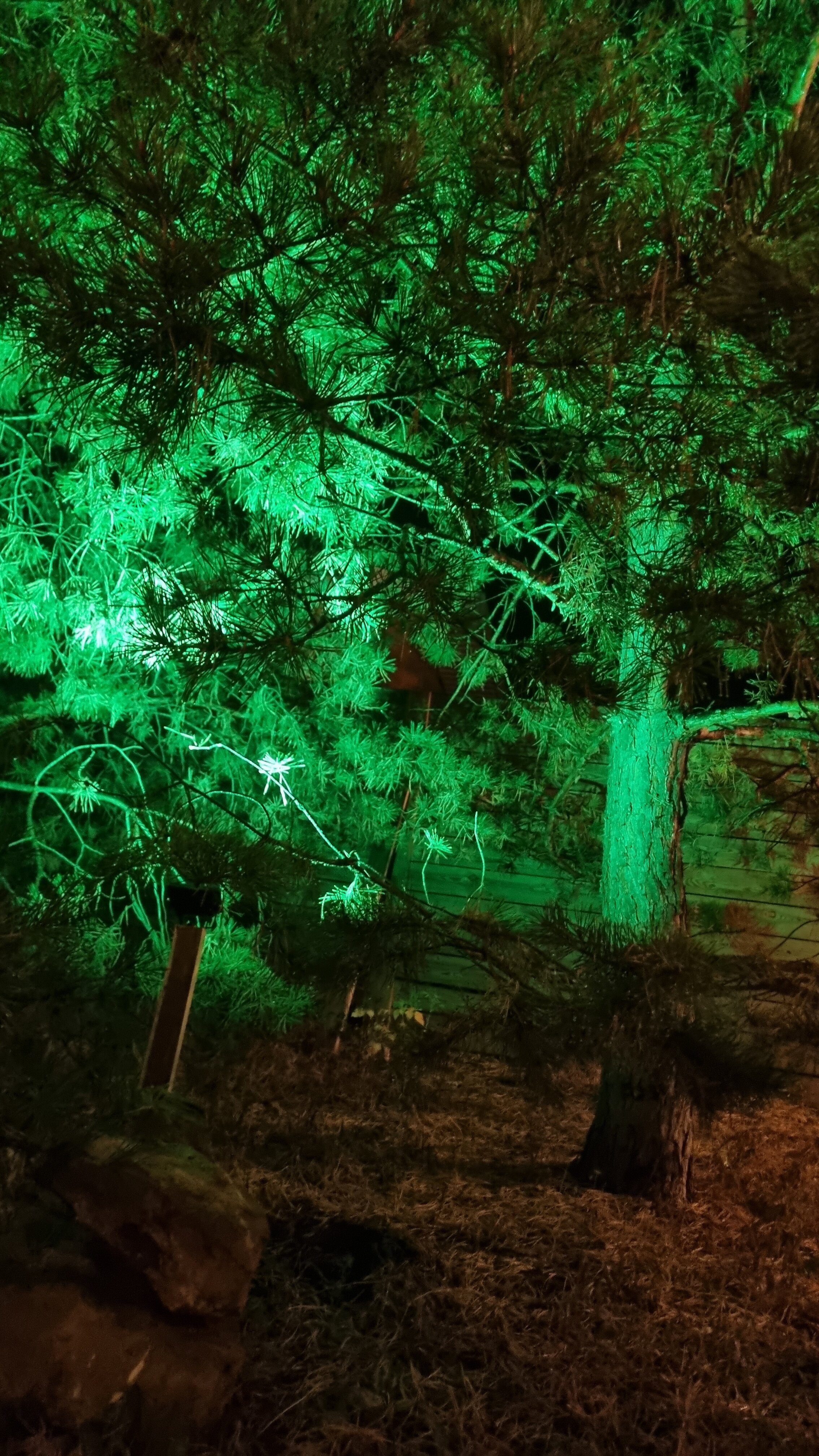 Фото Шанти Афрейм