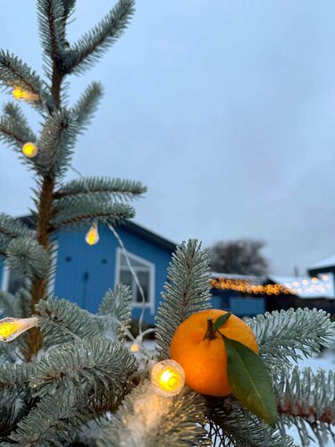 Дом в аренду Дачная 12 в Псковской области