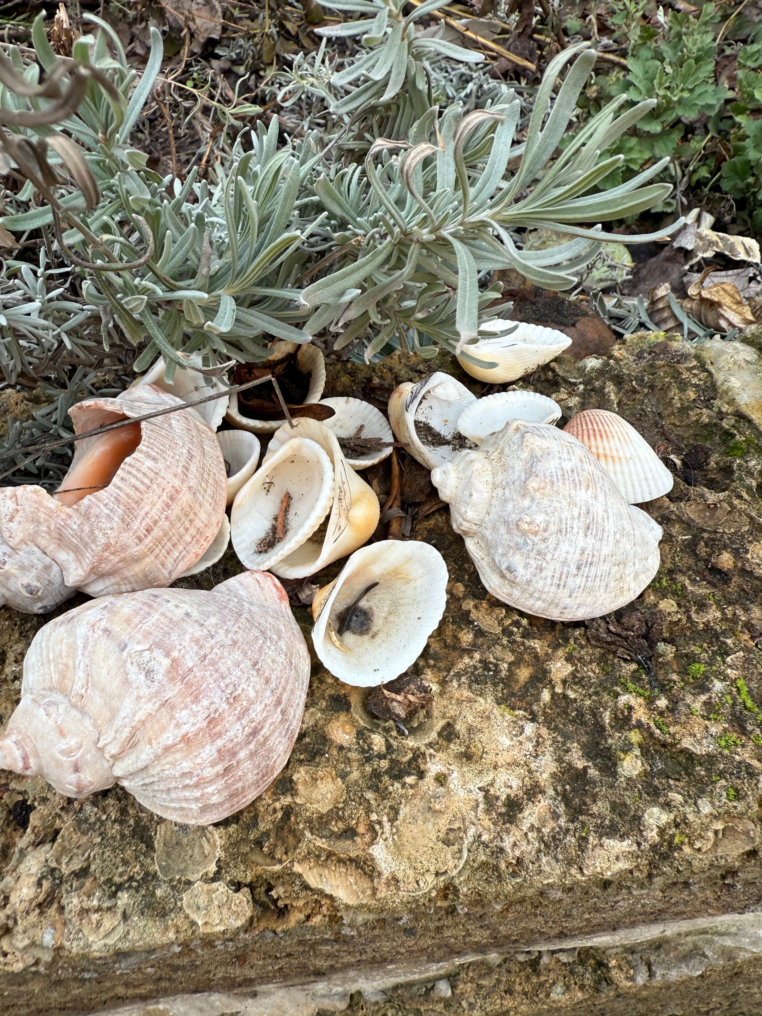 Фото Вилла Лаванда