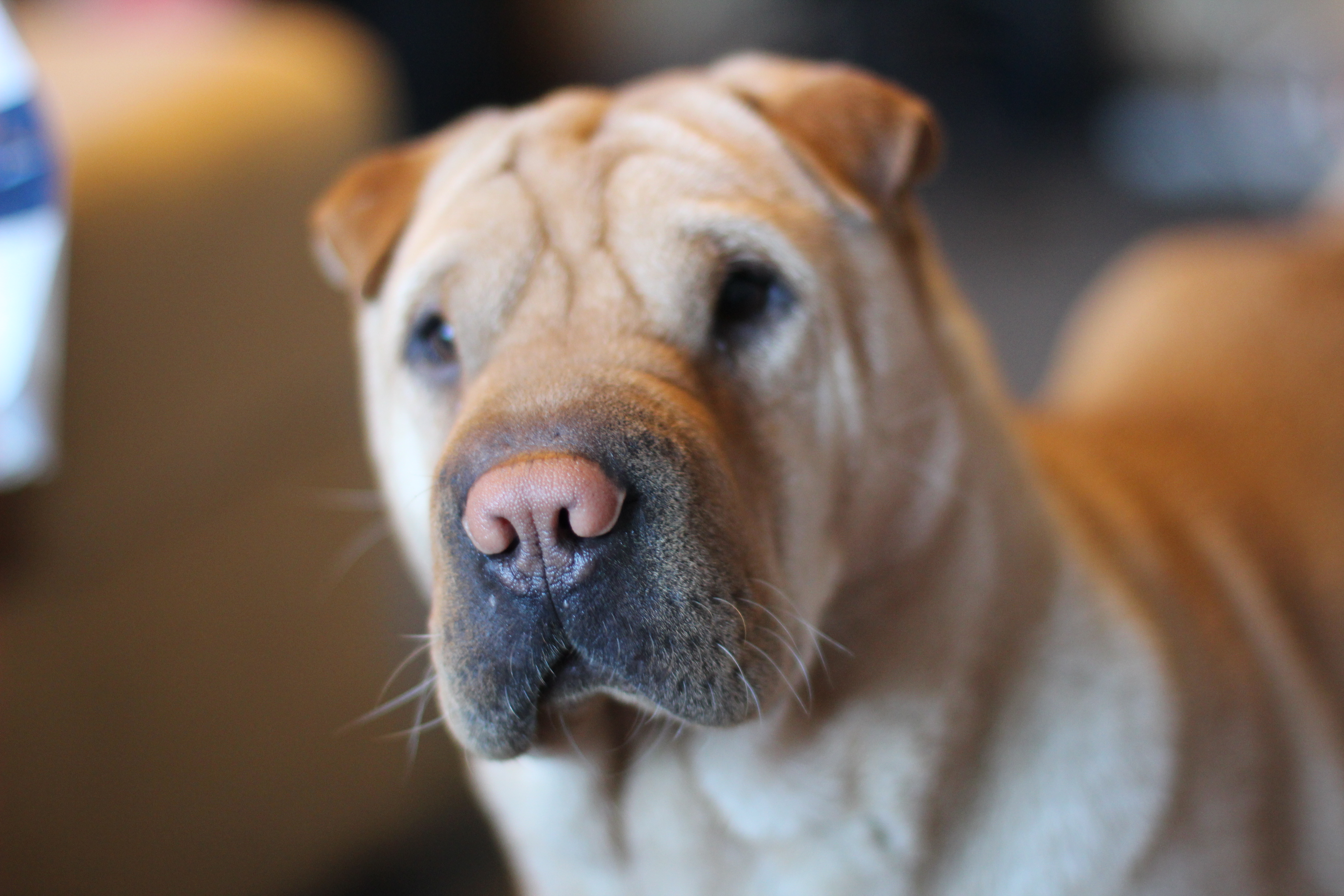 Фото Коттедж Манжерок