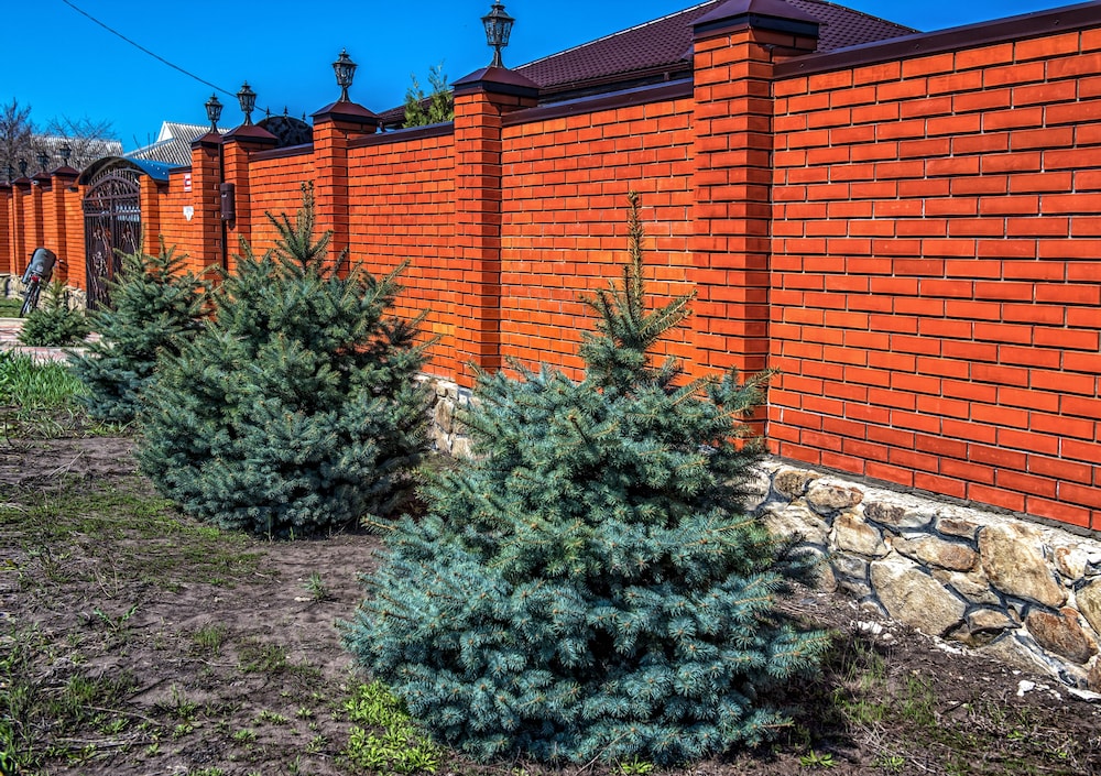 Фото Двор сурка