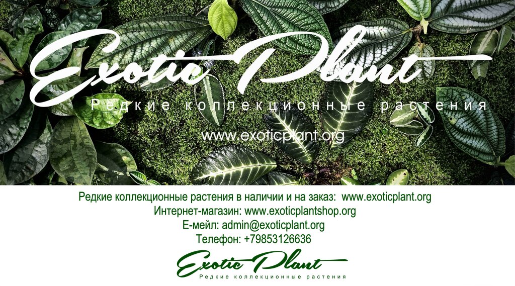 Отзывы Об Интернет Магазине Greenbarhat Ru