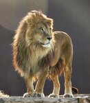 Sadgorod Zoo (ulitsa Vorovskogo, 24Б) ، حديقة الحيوانات