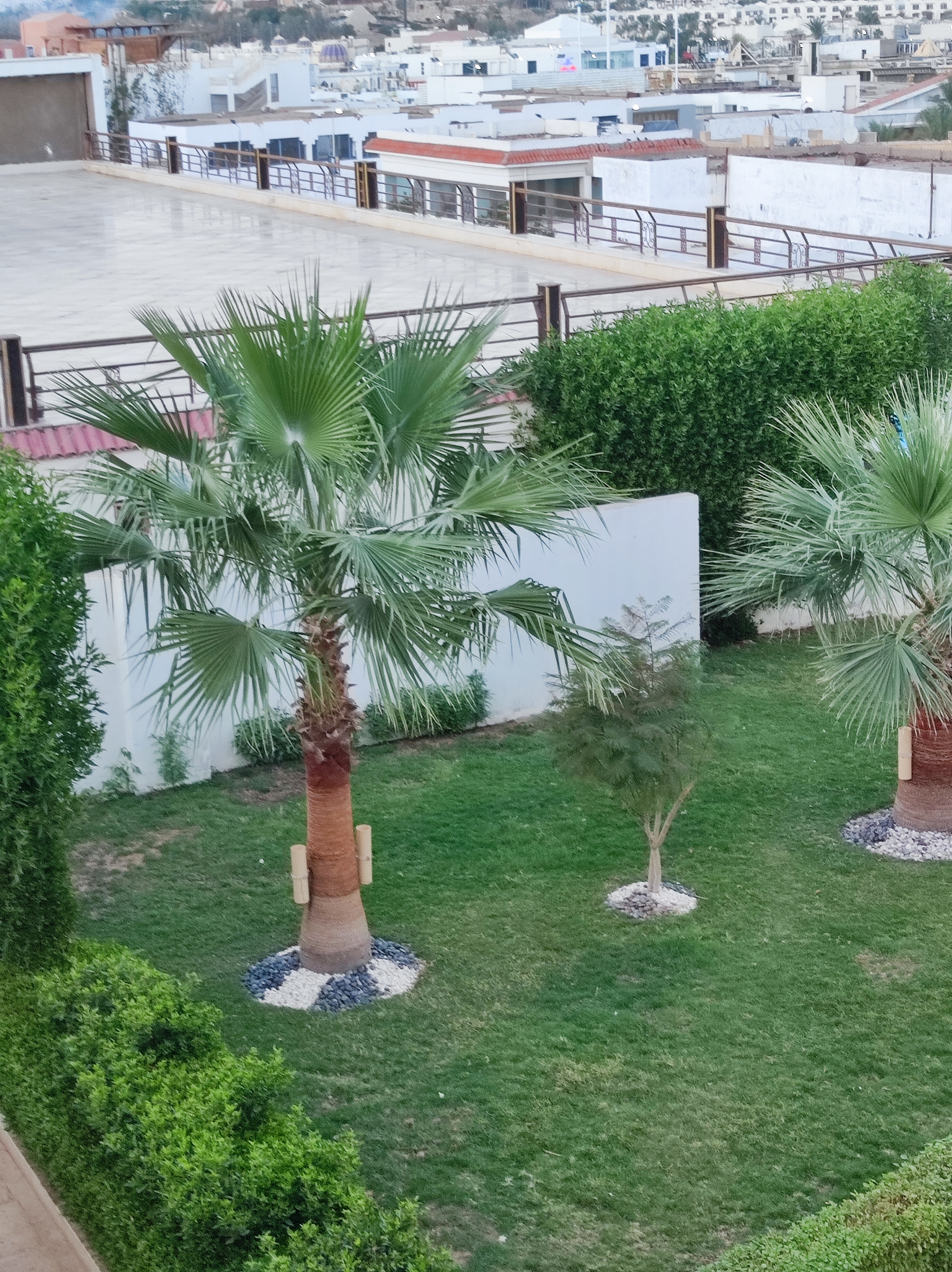 Фото Falcon Naama Star