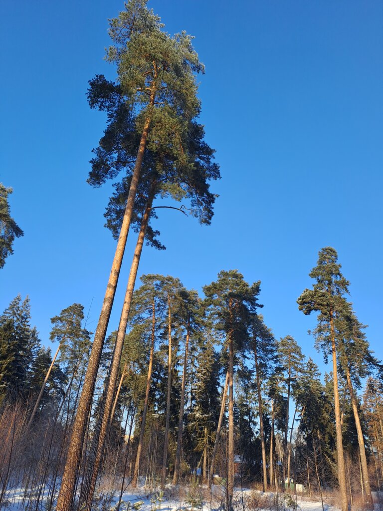 Kültür ve eğlence parkları Клязьминский парк, Puşkino, foto