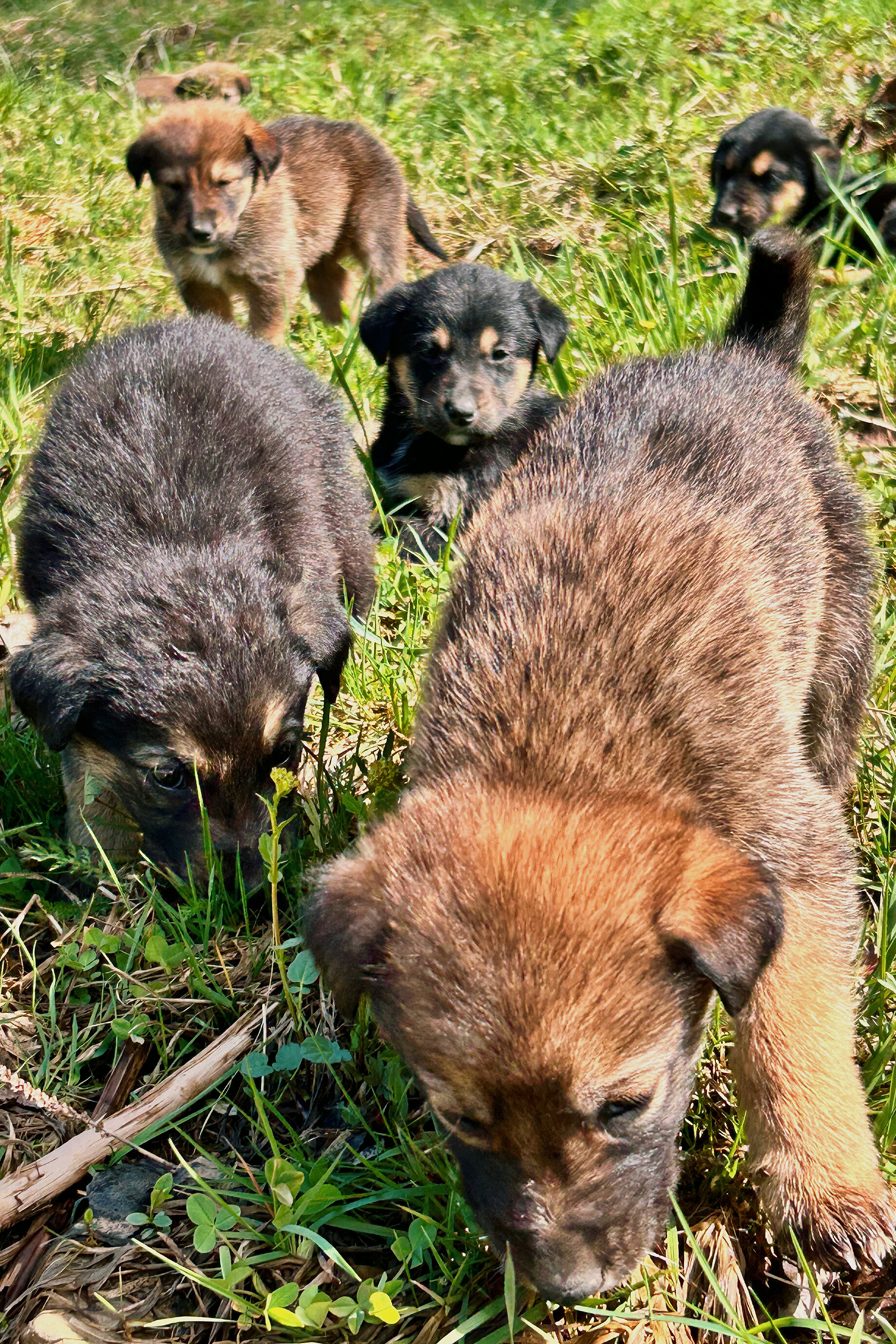 Фото Модная коза