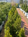 Ecoplant (Moscow Region, Mytishi Urban District, Yeryomino Village) ، مشتل