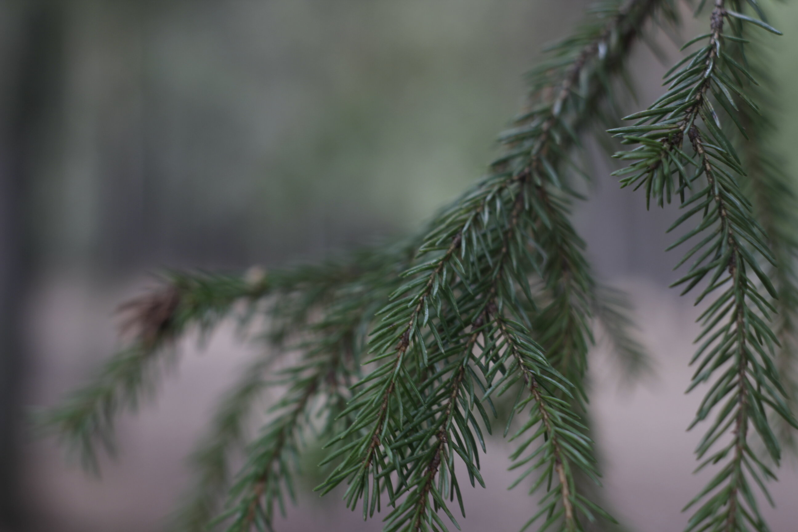 Фото Солониха