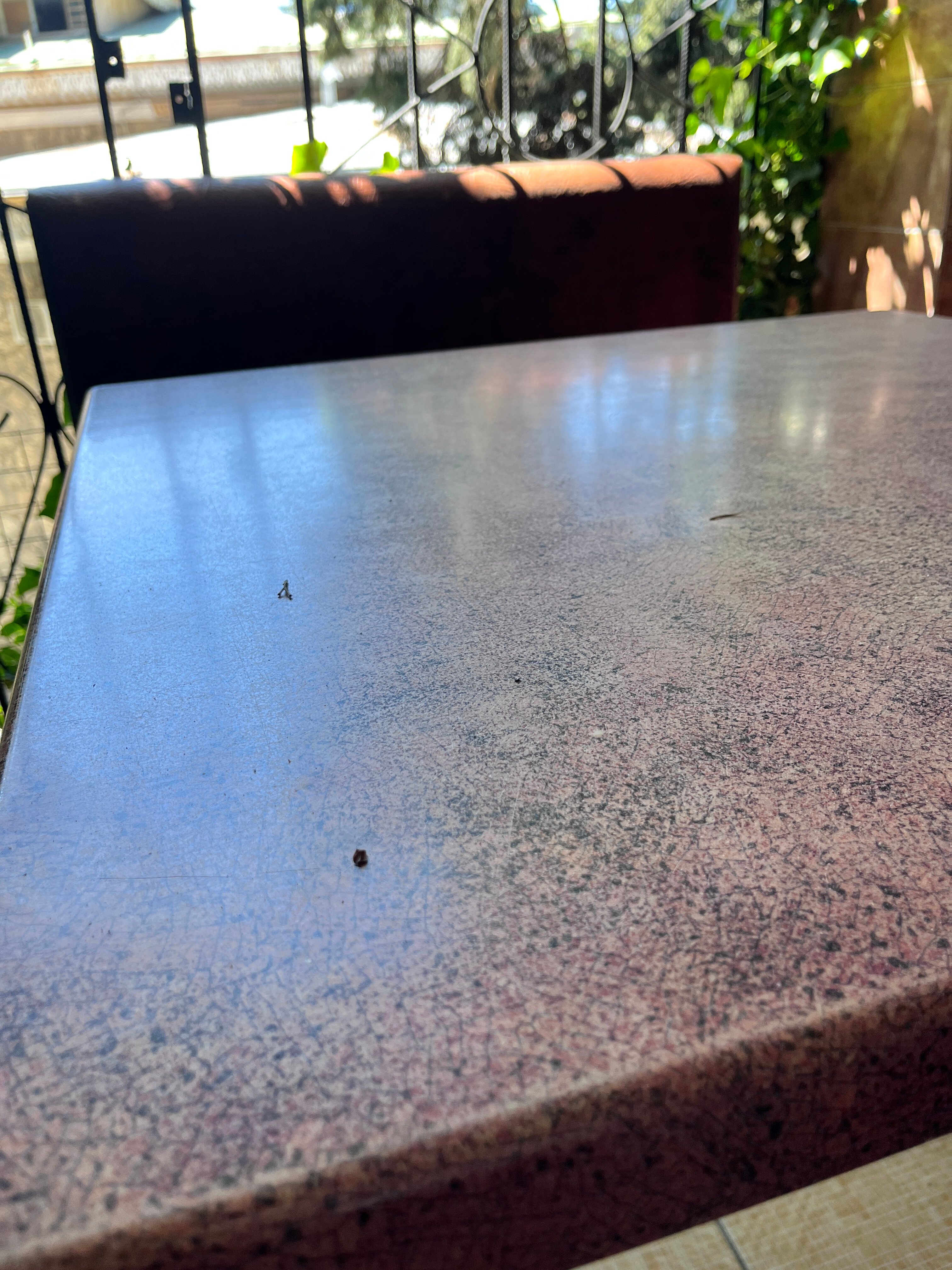 Фото Лилия-1