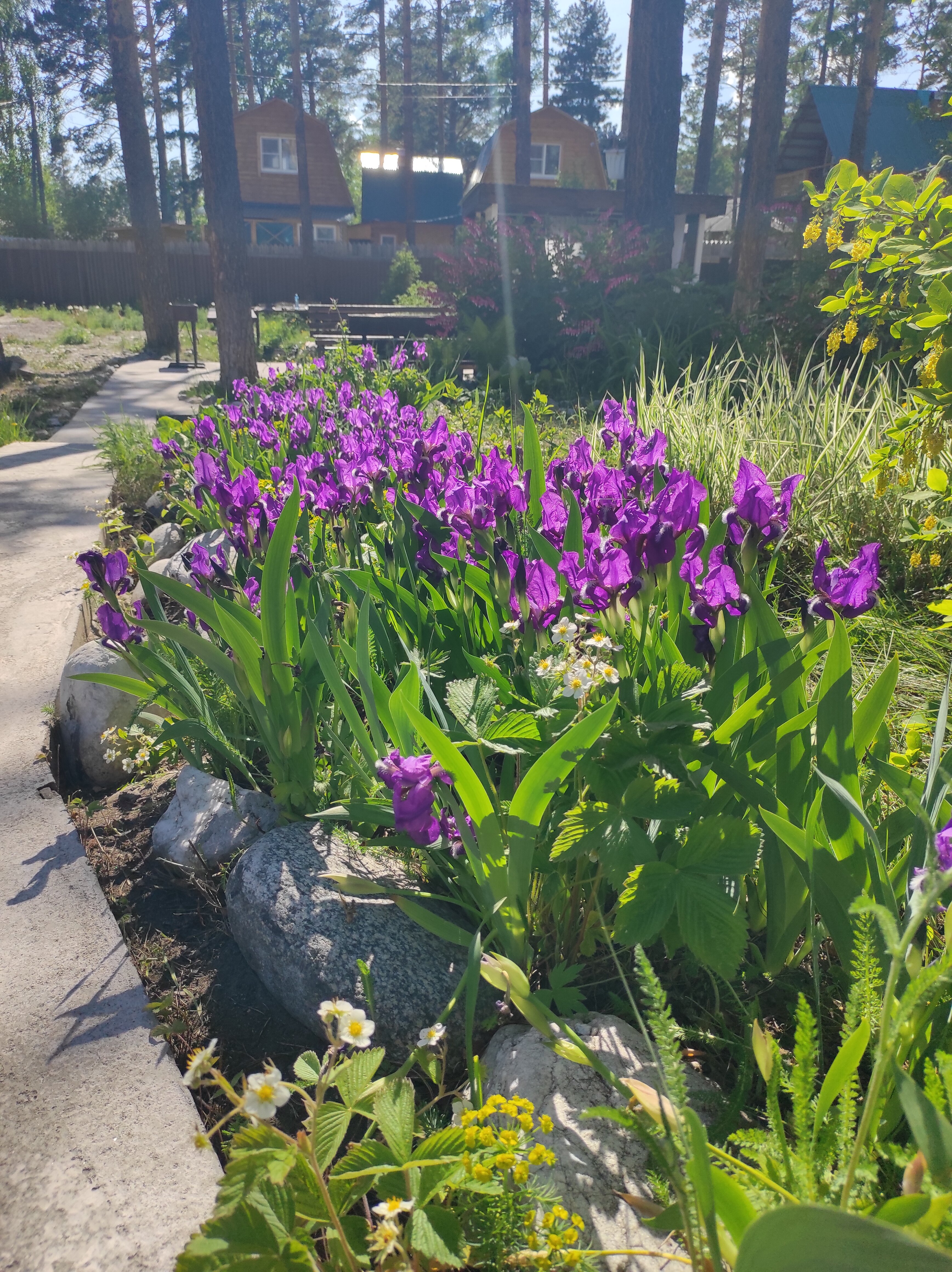 Фото Подснежник