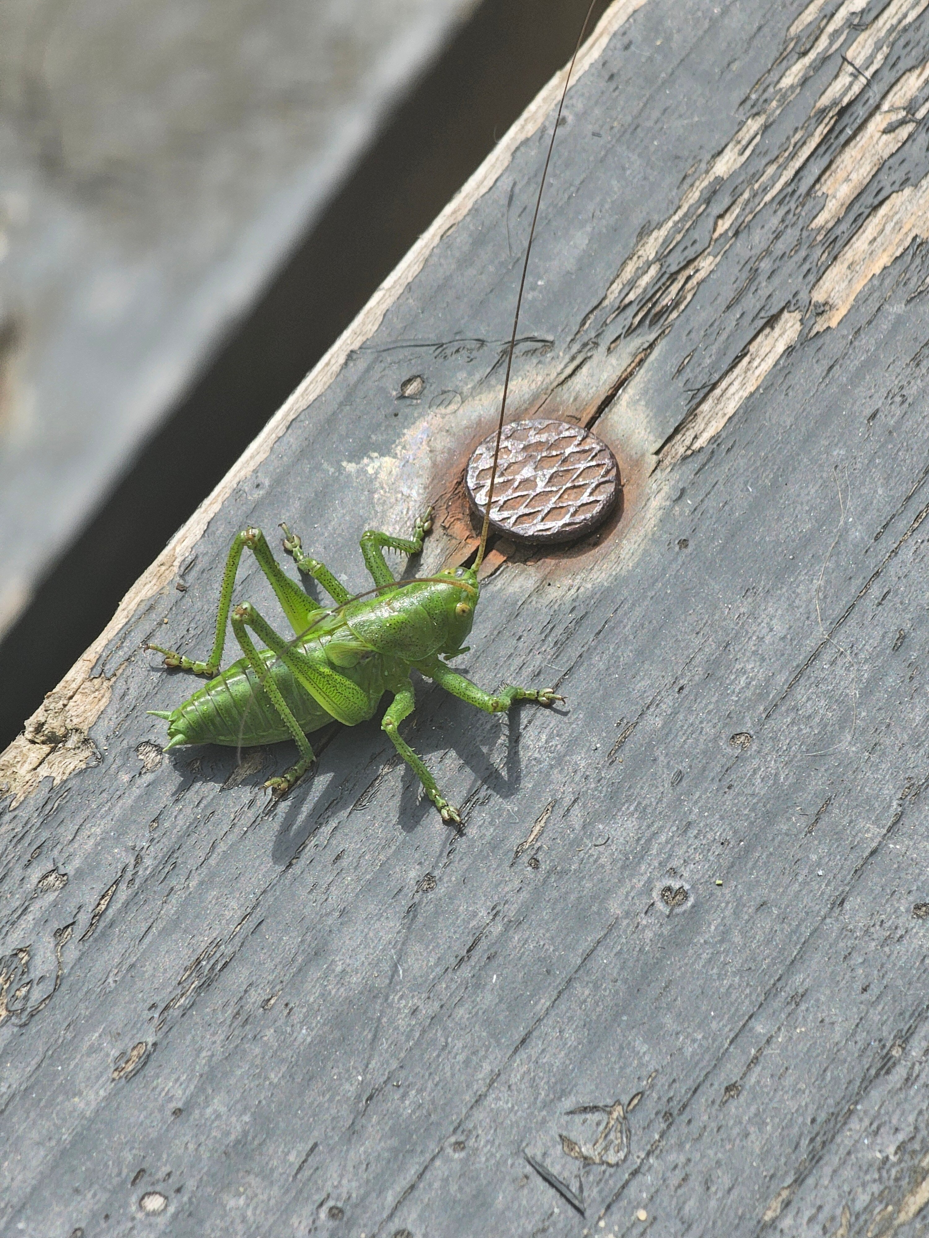 Фото Можайский Теремъ