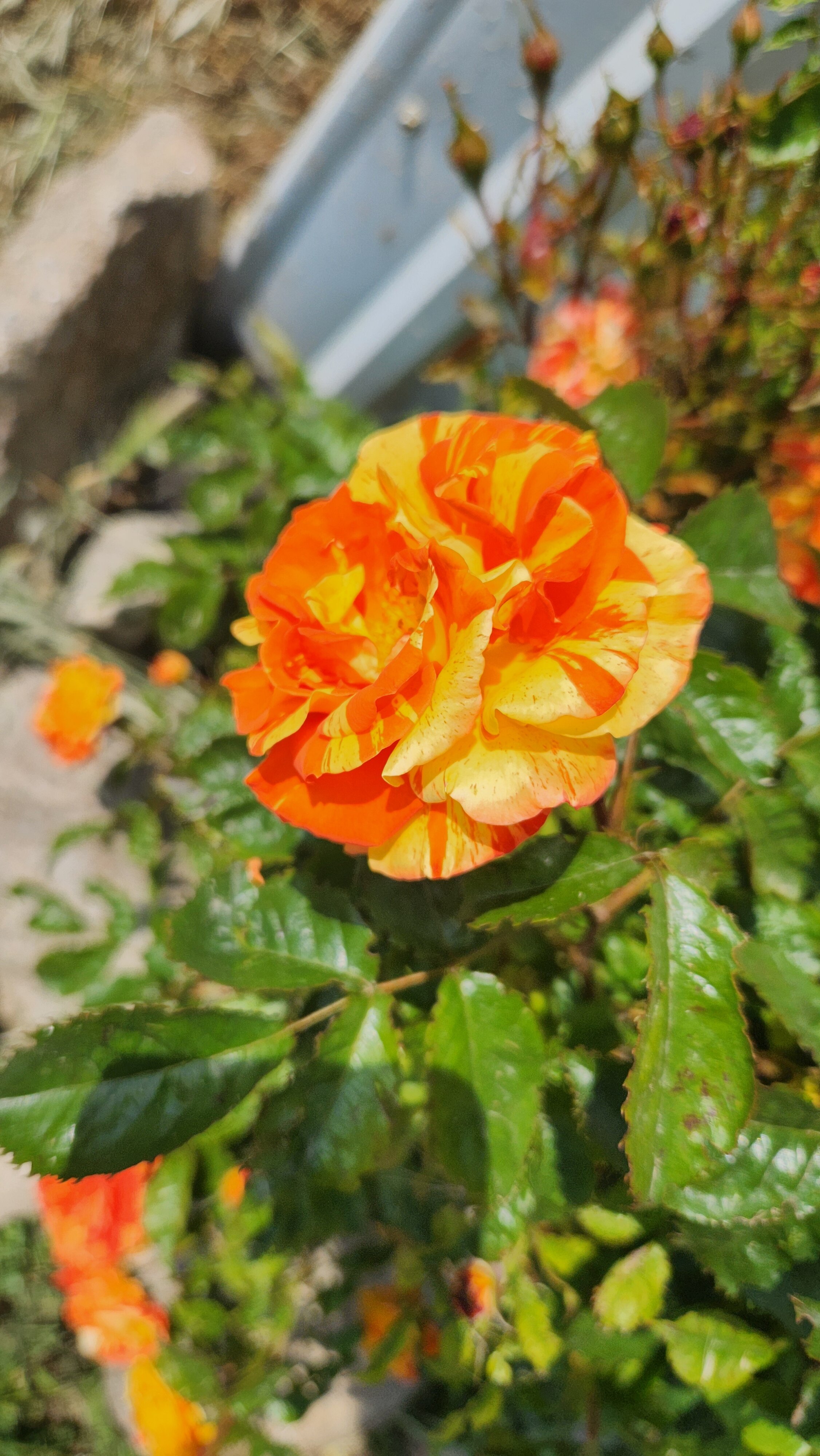 Фото Эллада крымская