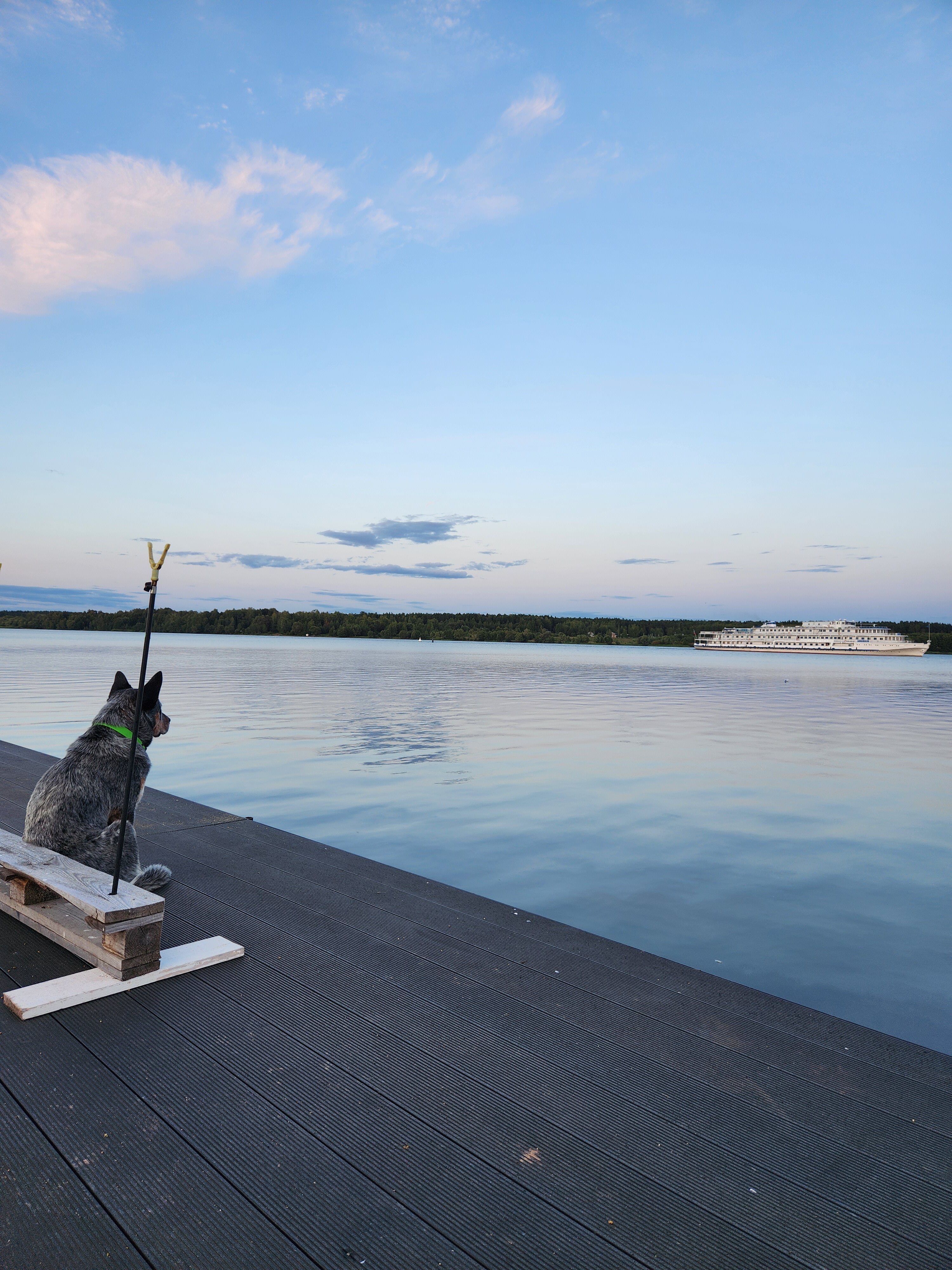 Фото Ёлки зелёные