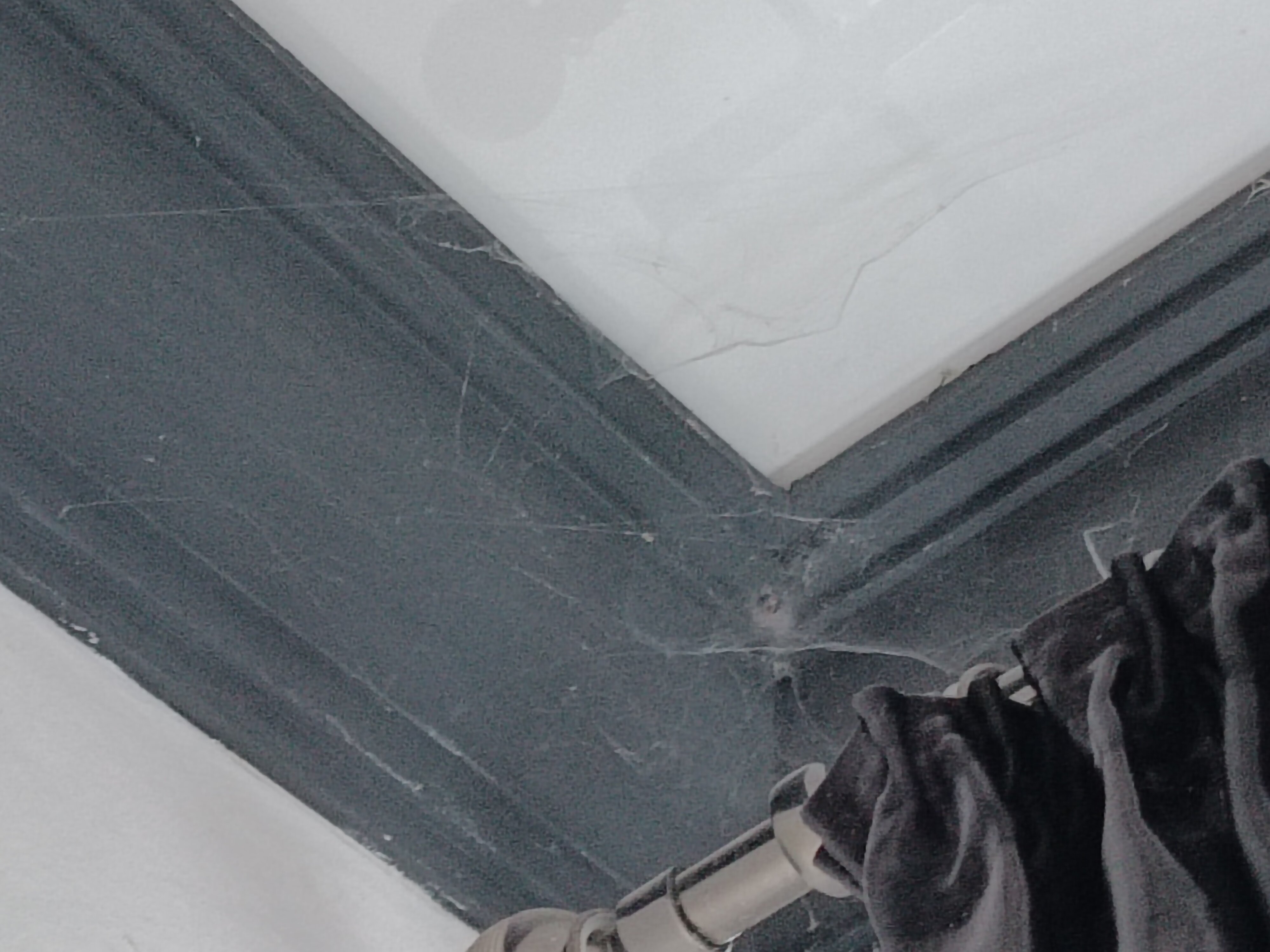 Фото Магнолия