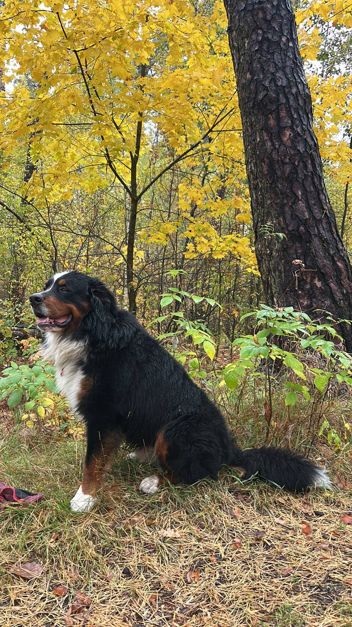 Фото Лесной бункер