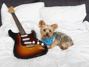 Гостиница Seminole Hard Rock Hotel & Casino Tampa