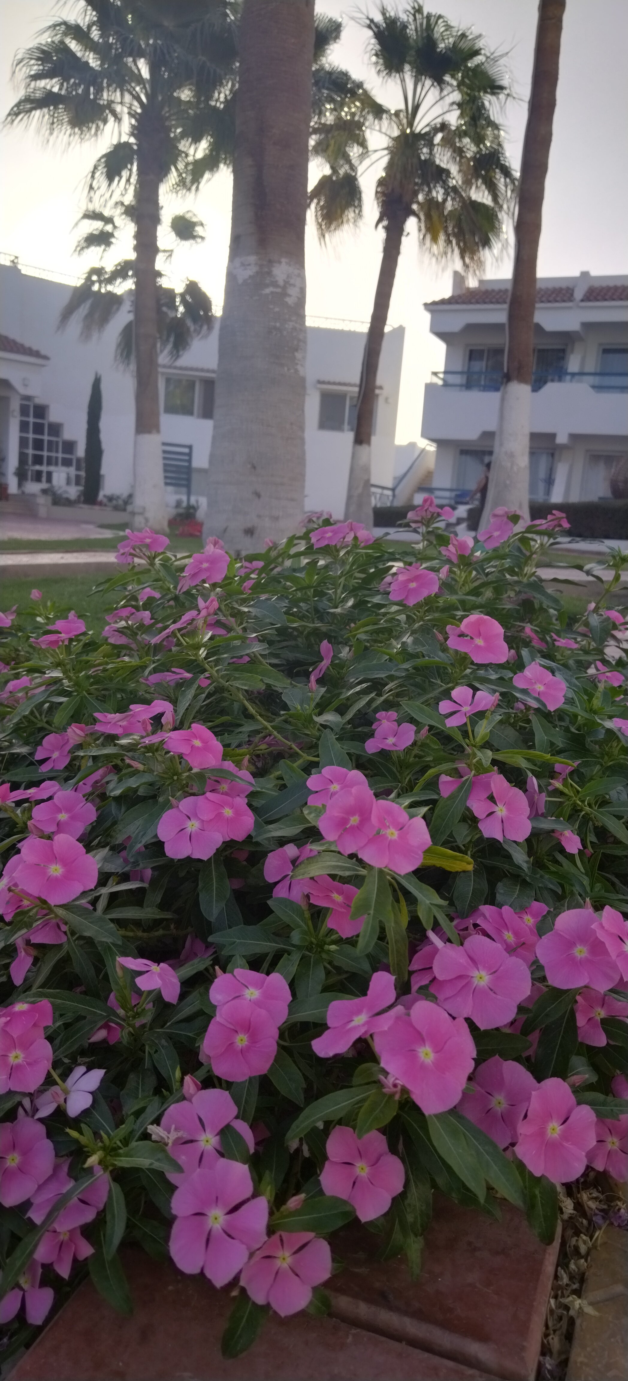 Фото Dreams Beach Resort Sharm El Sheikh